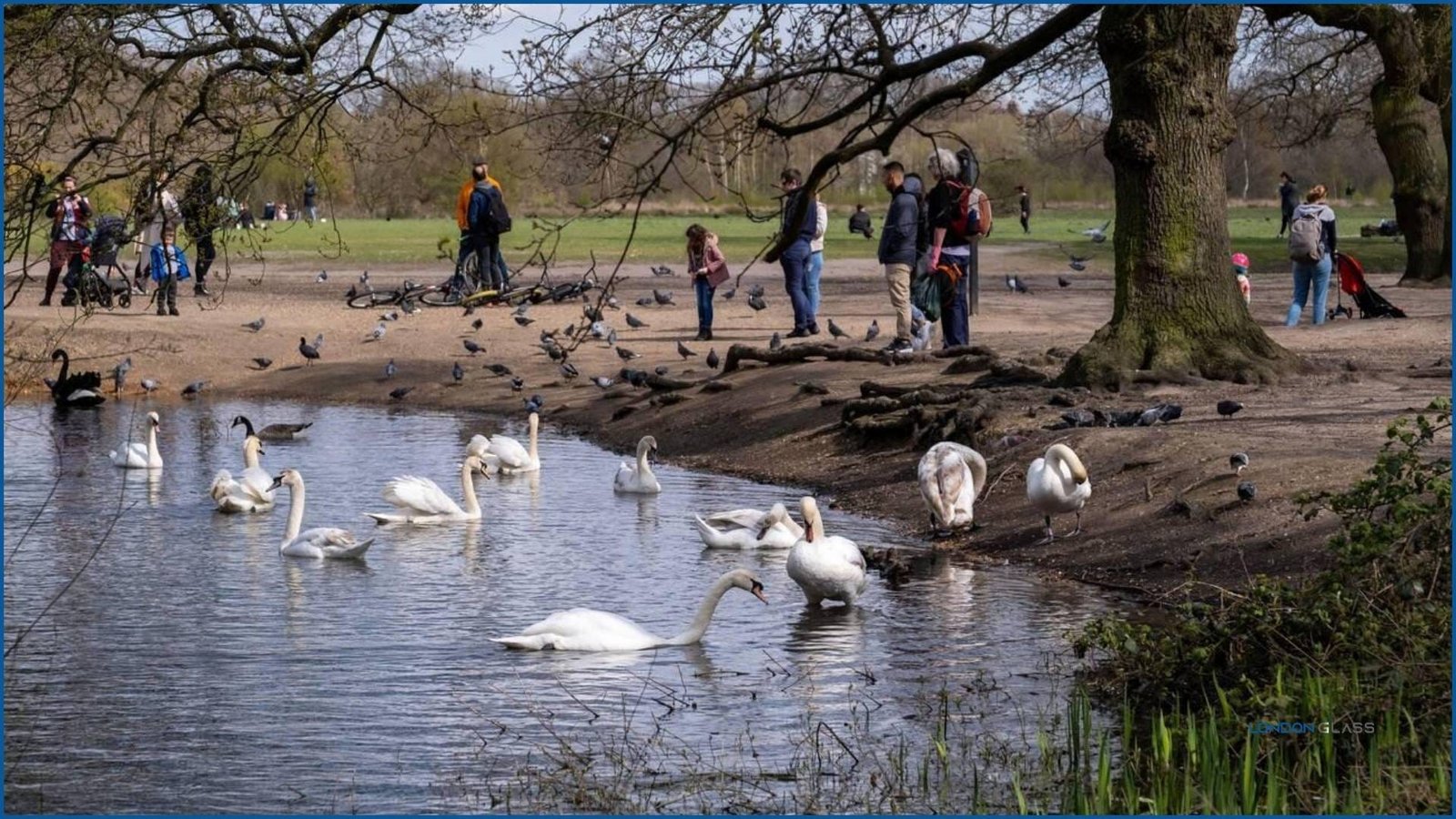 People enjoying a day out near the pond in Epping Forest, with swans swimming