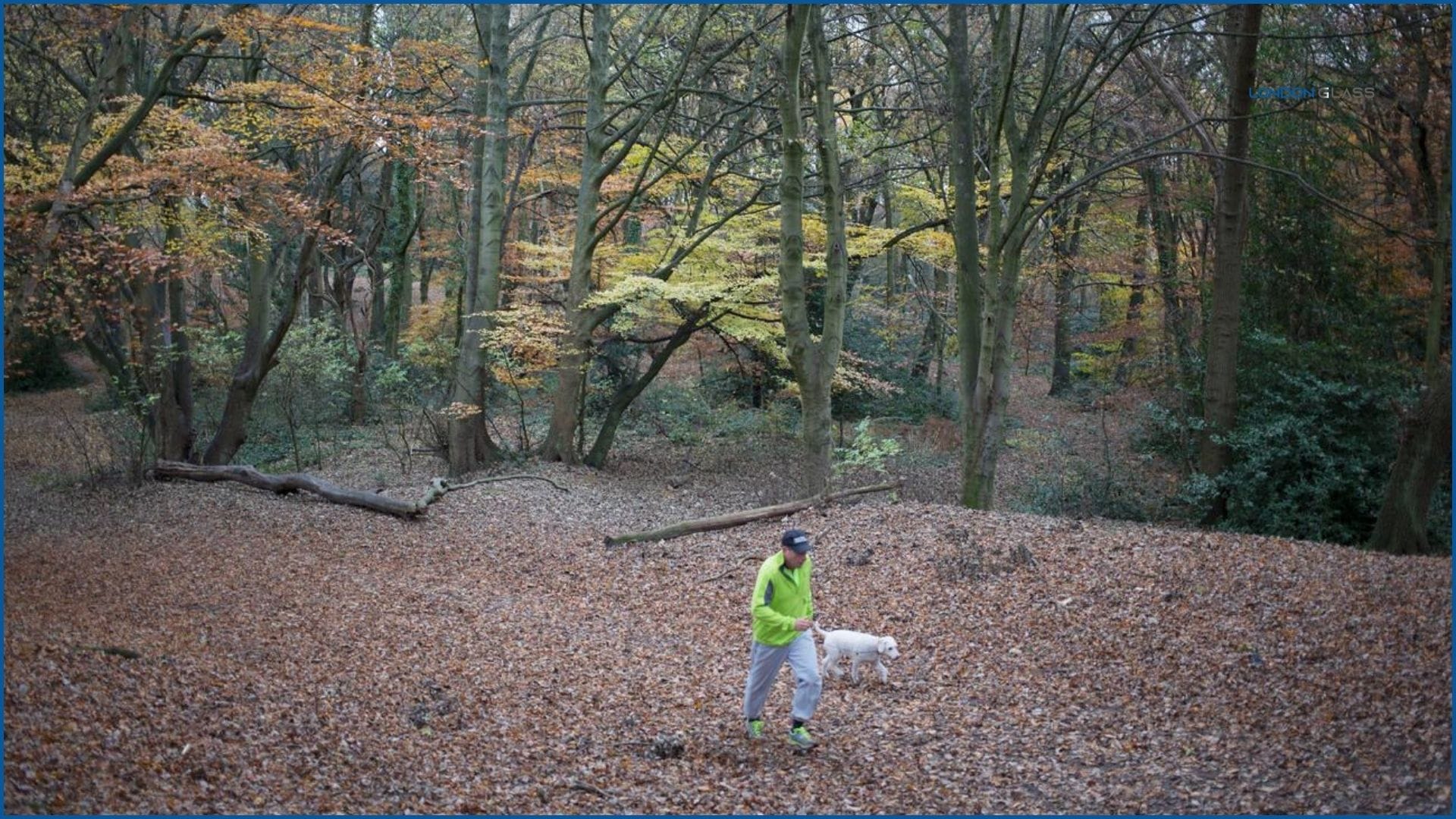 Person walking a dog on a trail covered in autumn leaves at Sandy Heath