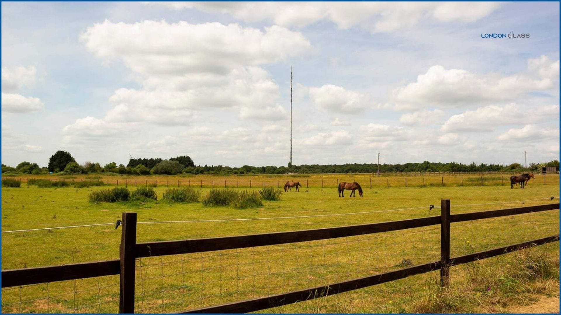 Open field with horses grazing at Sandy Heath