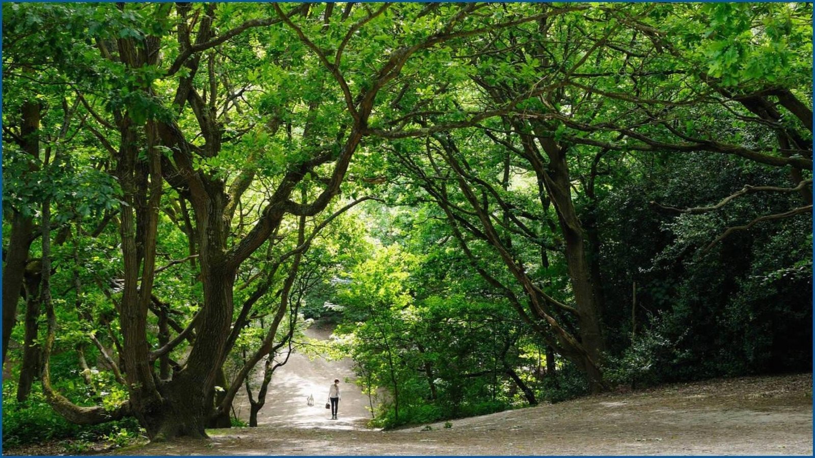 Walking Path Surrounded by Trees in Hampstead Heath