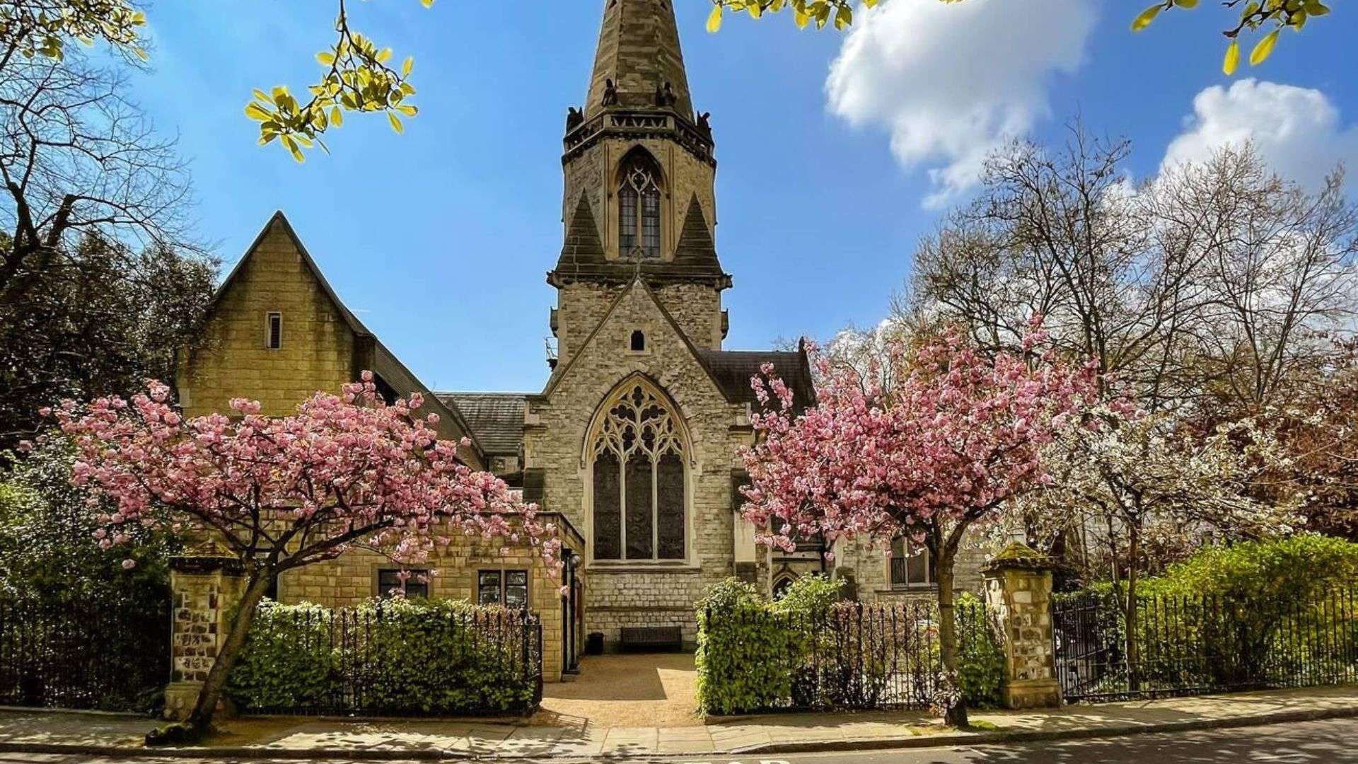 Cherry blossoms in full bloom surrounding St. Mary’s Church at The Boltons.